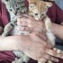 !!ACİL ACİL YUVA ARIYORLAR!!(British Shorthair melezi yavrular)