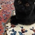 🖤 Minicik Kalbiyle Yeni Bir Yuva Arıyor