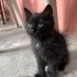 Zeytin 1.5 aylik cok munis sevgi dolu bir bebek