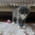 Scottish Fold, 2 aylik erkek yavru