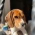 EVLİ ÇOCUKLU AİLEYE BEAGLE YAVRUSU