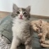 2 KARDEŞ YUVA ARIYOR