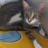 TATLI 6 aylık dişi KEDI