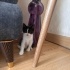 🐾 Oreo’ya Ömürlük Yuva Arıyoruz! 🍪😻