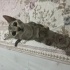 Yavru kedi Mia - Beyaz minik bi kaplan gibi
