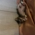 Minik aile arıyor..