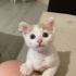 Oyuncu minik kalp hırsızı yeni sahiplerini bekliyor :)