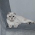 SİMON GÜZEL BİR YUVA