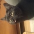 Sevimli oyunbaz kedi