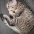British shorthair Ücretsiz kedi sahiplendirme