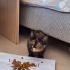 tortoiseshell yavru acill yuva