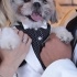 Saf shihtzu ücretsiz sahiplendirme.