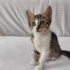 Adana dört minik kedi yuva arıyor