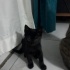 çok cana yakın siyah yavru kedi