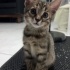çok cana yakın sevgi dolu eğitimli erkek kedi