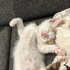 Yumoş yumoş sevgi bağımlısı fotoğraf