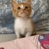 Küçük sarman karamel fotoğraf