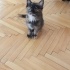 Yuva arayan guzelikler fotoğraf