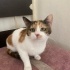 oldukça tatlı bir kedi fotoğraf