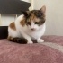 oldukça tatlı bir kedi fotoğraf