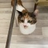 oldukça tatlı bir kedi fotoğraf