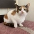 oldukça tatlı bir kedi fotoğraf
