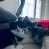 Minnoşumuz 😻💙ömürlük yuvasını bekliyor 🤍🖤😻 fotoğraf