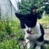 Minnoşumuz 😻💙ömürlük yuvasını bekliyor 🤍🖤😻 fotoğraf