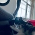 Patiş🩷😻ömürlük yuvasını bekliyor 😻💕😻 fotoğraf