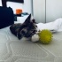 Patiş🩷😻ömürlük yuvasını bekliyor 😻💕😻 fotoğraf