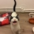 Küçük prensesler yuva arıyor fotoğraf