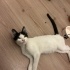 Küçük prensesler yuva arıyor fotoğraf