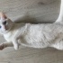 Acil yuva arıyoruz fotoğraf
