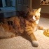 KEDİMİZE BİZDEN İYİ AİLE OLACAK KİŞİLER ARIYORUZ