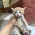 5 haftalık minnak yavruya acil yuva fotoğraf