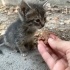 5 haftalık yavru için acil yuva fotoğraf