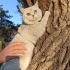 Tatli ve sakin biritish shorthair