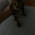 Sevimli💕fındık ömürlük yuvasını bekliyor fotoğraf
