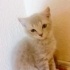 16 Mart doğumlu yavru kedi yuva aranıyor
