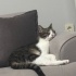 Tekir kedi 1,5 yaşında kısırlaştırılmış oyuncu fotoğraf
