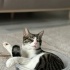 Tekir kedi 1,5 yaşında kısırlaştırılmış oyuncu fotoğraf