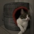 Tekir kedi 1,5 yaşında kısırlaştırılmış oyuncu fotoğraf