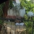 Oyuncul kırma pitbull fotoğraf