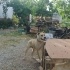 Oyuncul kırma pitbull fotoğraf