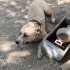 Oyuncul kırma pitbull fotoğraf