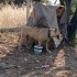 Oyuncul kırma pitbull fotoğraf