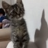 Ece kız çok mutlu olacağı yeni yuvasını arıyor fotoğraf