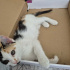 Calico 3 renkli kedi fotoğraf