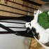 Calico 3 renkli kedi fotoğraf