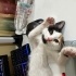 Calico 3 renkli kedi fotoğraf